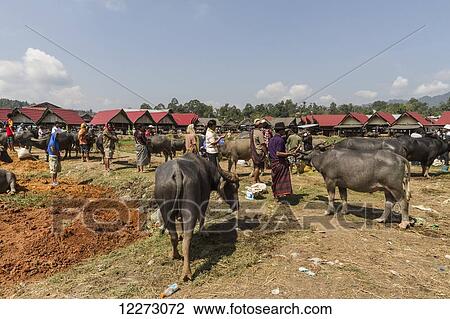 People and water buffaloes at the Bolu livestock market, Rantepao, Toraja Land, South Sulawesi, Indonesia View Large Photo Image Stock Image - People and water buffaloes at the Bolu livestock market, Rantepao, Toraja Land, South Sulawesi, Indonesia. Fotosearch