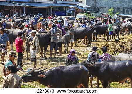 People and water buffaloes at the Bolu livestock market, Rantepao, Toraja Land, South Sulawesi, Indonesia View Large Photo Image Stock Image - People and water buffaloes at the Bolu livestock market, Rantepao, Toraja Land, South Sulawesi, Indonesia. Fotosearch