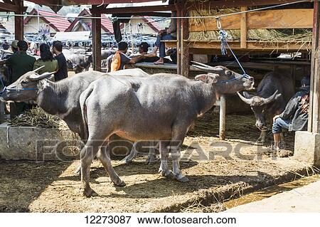 People and water buffaloes at the Bolu livestock market, Rantepao, Toraja Land, South Sulawesi, Indonesia View Large Photo Image Stock Photo - People and water buffaloes at the Bolu livestock market, Rantepao, Toraja Land, South Sulawesi, Indonesia. Fotosearch