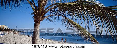 People At Beach, Palm Tree In Foreground View Large Photo Image Stock Image - People At Beach, Palm Tree In Foreground. Fotosearch