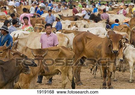 People At Cattle Market View Large Photo Image Stock Photo - People At Cattle Market. Fotosearch