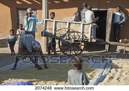 Stock Photo - People Drying Sorghum In Front Of Their House In Ranohira, Fianarantsoa Province, Madagascar. Fotosearch