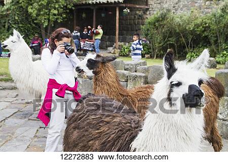 People feeding llamas in the courtyard of Hacienda San Agustin de Callo, Cotopaxi, Ecuador View Large Photo Image Stock Image - People feeding llamas in the courtyard of Hacienda San Agustin de Callo, Cotopaxi, Ecuador. Fotosearch