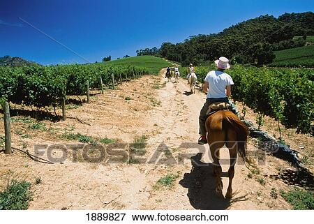 Stock Photo - People Horse Riding Through Vineyard, Rear View. Fotosearch