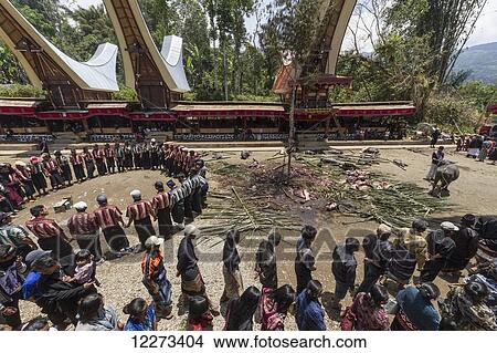 People in a formal funeral procession called MaÆpassa Tedong at a rante, the ceremonial site for a Torajan funeral, in Sereale, Toraja Land, South Sulawesi, Indonesia View Large Photo Image Picture - People in a formal funeral procession called MaÆpassa Tedong at a rante, the ceremonial site for a Torajan funeral, in Sereale, Toraja Land, South Sulawesi, Indonesia. Fotosearch