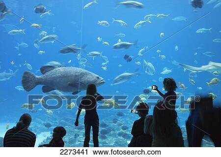 People in front of large aquarium; atlanta georgia usa View Large Photo Image Stock Image - People in front of large aquarium; atlanta georgia usa. Fotosearch