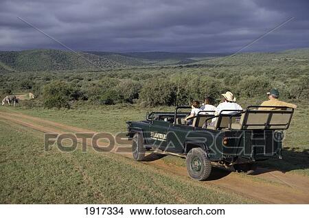 People In Jeep Watching Game In Shamwari Game Reserve View Large Photo Image Picture - People In Jeep Watching Game In Shamwari Game Reserve. Fotosearch