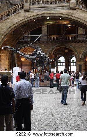 People Near Dinosaur Exhibit In Natural History Museum, London, England View Large Photo Image Stock Photo - People Near Dinosaur Exhibit In Natural History Museum, London, England. Fotosearch