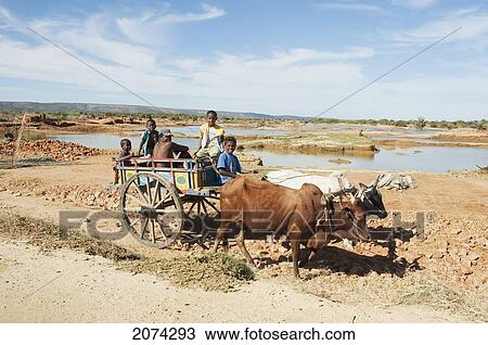 People On A Bullock Cart Near Antsokay, Toliara Province, Madagascar View Large Photo Image Stock Image - People On A Bullock Cart Near Antsokay, Toliara Province, Madagascar. Fotosearch