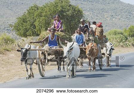 People On A Bullock Cart Near Antsokay, Toliara Province, Madagascar View Large Photo Image Stock Photograph - People On A Bullock Cart Near Antsokay, Toliara Province, Madagascar. Fotosearch