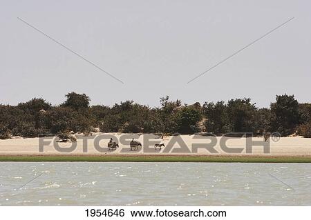 Stock Photograph - People on donkeys along the shores of the Niger River between Sebi and Niafunke, Mali. Fotosearch