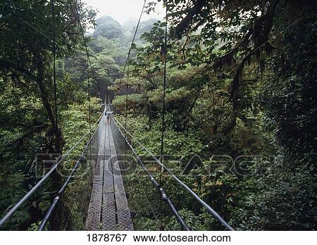 Stock Photo - People On Skywalk Through Monteverde Cloud Forest Reserve. Fotosearch
