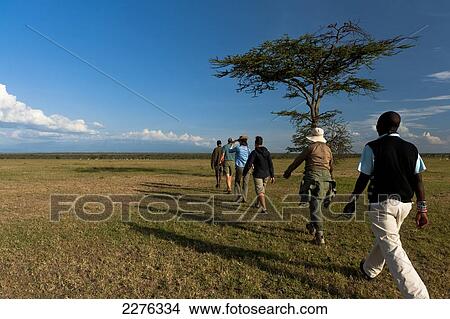 Picture - People on walking safari going past acacia tree, Ol Pejeta Conservancy; Kenya. Fotosearch