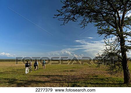 Stock Photo - People on walking safari going past acacia tree, Ol Pejeta Conservancy; Kenya. Fotosearch