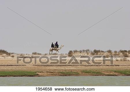People riding a camel along the shores of the Niger River between Niafunke and Kabara, Mali View Large Photo Image Stock Photo - People riding a camel along the shores of the Niger River between Niafunke and Kabara, Mali. Fotosearch