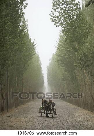 Stock Photography - People Riding Donkey And Cart Down Poplar Lined Street. Fotosearch