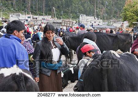 People Selling And Buying Cattle At The Saturday Livestock Market, Otavalo, Imbabura, Ecuador View Large Photo Image Stock Photo - People Selling And Buying Cattle At The Saturday Livestock Market, Otavalo, Imbabura, Ecuador. Fotosearch