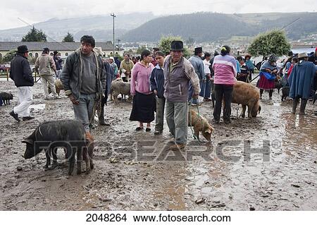 Picture - People Selling And Buying Pigs At The Saturday Livestock Market, Otavalo, Imbabura, Ecuador. Fotosearch