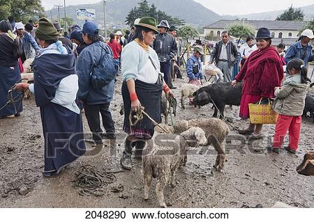 People Selling And Buying Sheep At The Saturday Livestock Market, Otavalo, Imbabura, Ecuador View Large Photo Image Stock Image - People Selling And Buying Sheep At The Saturday Livestock Market, Otavalo, Imbabura, Ecuador. Fotosearch