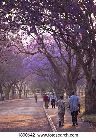 Stock Image - People Walking Down Jacaranda Tree Lined Road At Dusk. Fotosearch