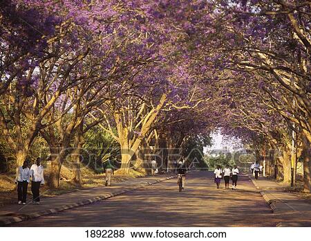 Stock Photo - People Walking Down Road Lined With Jacaranda Trees In Full Bloom, Dusk. Fotosearch