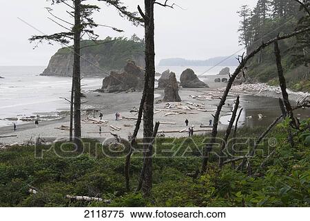 People Walking On Beach With Lots Of Driftwood And Large Rock Outcroppings Of Olympic National Forest; Washington Usa View Large Photo Image Stock Photography - People Walking On Beach With Lots Of Driftwood And Large Rock Outcroppings Of Olympic National Forest; Washington Usa. Fotosearch