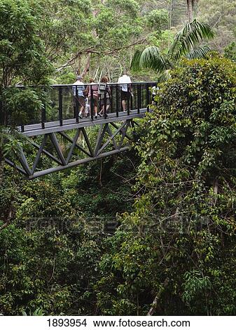 Picture - People Walking On The Rainforest Skywalk In Tamborine National Park In The Gold Coast Hinterland; Queensland, Australia. Fotosearch