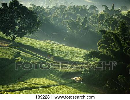 Stock Image - People Walking Through Lujeri Tea Estate At Dawn Past Bamboo Beneath Mt Mulanje. Fotosearch