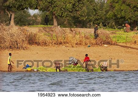 Stock Image - People washing lettuce along the shores of the Niger River between Mopti and Lake Debo, Mali. Fotosearch