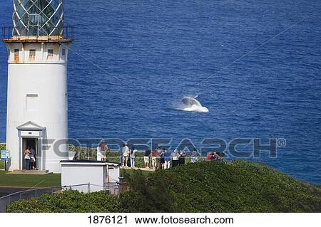 Stock Image - People Watching Humpback Whale Breaching From The Kilauea Lighthouse; Hawaii, Usa. Fotosearch