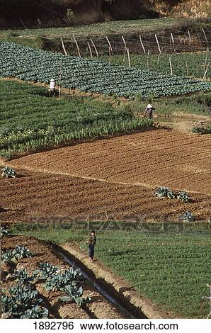 People Working In Vegetable Gardens View Large Photo Image Stock Photograph - People Working In Vegetable Gardens. Fotosearch