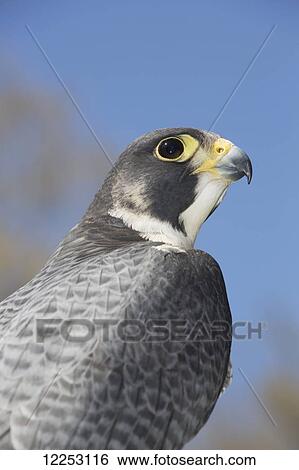 Stock Photograph - Peregrine falcon; Connecticut, USA. Fotosearch