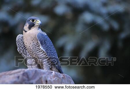 Peregrine Falcon (Falco Peregrinus) View Large Photo Image Stock Image - Peregrine Falcon (Falco Peregrinus). Fotosearch
