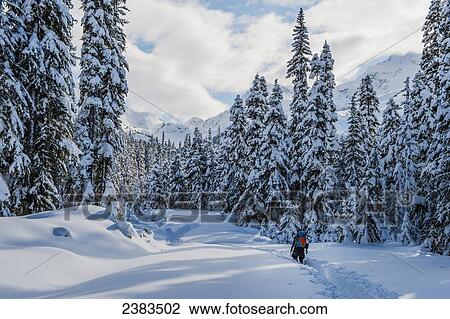 Person hiking snow-covered trail; Pemberton, British Columbia, Canada View Large Photo Image Stock Image - Person hiking snow-covered trail; Pemberton, British Columbia, Canada. Fotosearch