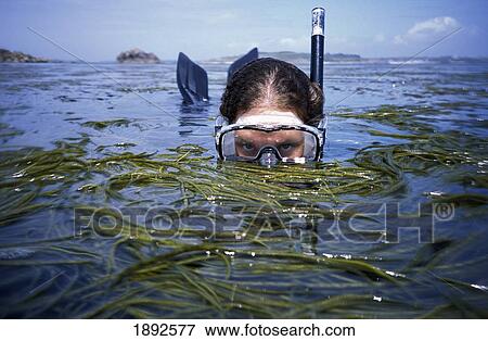 Person Snorkeling Amongst Seaweed View Large Photo Image Stock Photo - Person Snorkeling Amongst Seaweed. Fotosearch