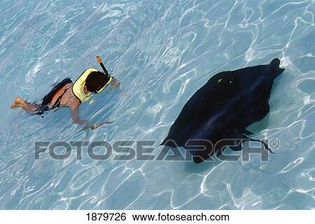 Stock Photograph - Person Snorkeling With A Stingray. Fotosearch