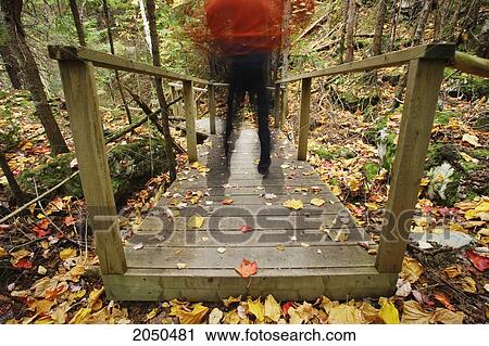 Person Walking Along A Bridge Path Through Autumn Trees, Trois-Pistoles, Bas-Saint-Laurent Region, Quebec View Large Photo Image Stock Image - Person Walking Along A Bridge Path Through Autumn Trees, Trois-Pistoles, Bas-Saint-Laurent Region, Quebec. Fotosearch