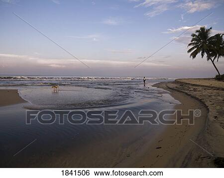Person Walking Dog On Beach; Arabian Sea, Kerala, India View Large Photo Image Stock Photograph - Person Walking Dog On Beach; Arabian Sea, Kerala, India. Fotosearch