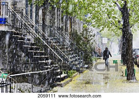 Person Walking In Snowstorm, Avenue Laval, Montreal, Quebec View Large Photo Image Stock Image - Person Walking In Snowstorm, Avenue Laval, Montreal, Quebec. Fotosearch