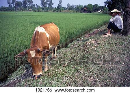 Stock Photography - Person With Cow Near Rice Paddy Field; Hanoi, Vietnam. Fotosearch