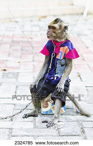 Stock Photography - Pet Monkey Busking, Kuta, Bali, Indonesia. Fotosearch