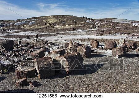 Petrified Forest National Park; Arizona, United States of America View Large Photo Image Stock Photograph - Petrified Forest National Park; Arizona, United States of America. Fotosearch
