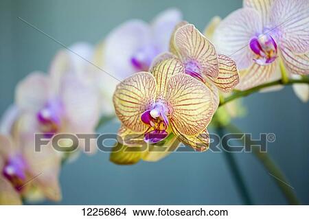 Phalaenopsis orchid; Maui, Hawaii, United States of America View Large Photo Image Picture - Phalaenopsis orchid; Maui, Hawaii, United States of America. Fotosearch