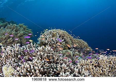 Stock Photo - Philippines, A Reef Scene With Hard Coral And Schooling Anthias Basslet Fish (Pseudanthias Squamipinnis).. Fotosearch