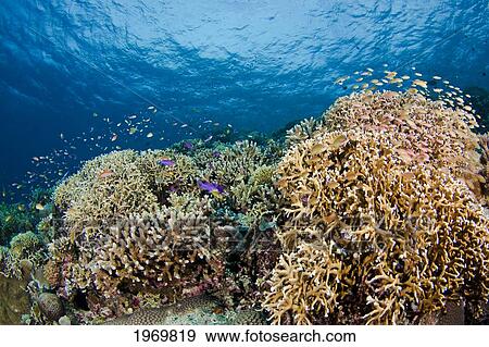 Stock Photo - Philippines, A Reef Scene With Hard Coral And Schooling Anthias Basslet Fish (Pseudanthias Squamipinnis).. Fotosearch