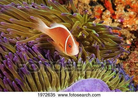 Stock Photography - Philippines, Anemonefish (Amphiprion Perideraion) Hiding In Anemone.. Fotosearch
