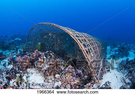 Philippines, Apo Island, Reef Fish Caught In A Handmade Underwater Trap. View Large Photo Image Picture - Philippines, Apo Island, Reef Fish Caught In A Handmade Underwater Trap.. Fotosearch