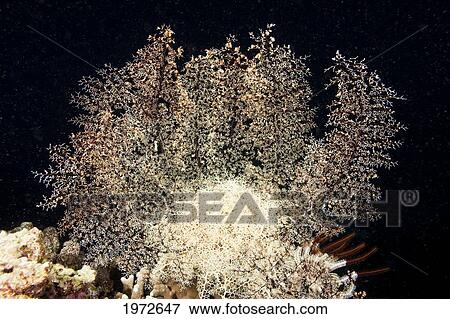 Philippines, Basket Seastar (Astroboa Nuda) With Extended Feeding Arms To Capture Plankton. View Large Photo Image Stock Photo - Philippines, Basket Seastar (Astroboa Nuda) With Extended Feeding Arms To Capture Plankton.. Fotosearch