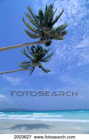 Stock Photo - Philippines, Boracay Island, White Sand Beach, Clear Waters, Two Palm Trees. Fotosearch