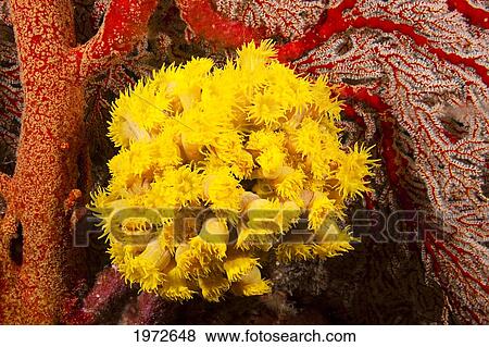 Philippines, Bright Yellow Cluster Of Colonial Cup Coral (Tubastraea Coccinea). View Large Photo Image Stock Photo - Philippines, Bright Yellow Cluster Of Colonial Cup Coral (Tubastraea Coccinea).. Fotosearch